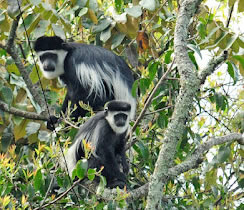 8 Days (Budget) Rwanda-Uganda Gorillas & Wildlife Tour